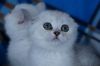 Котята шиншилята