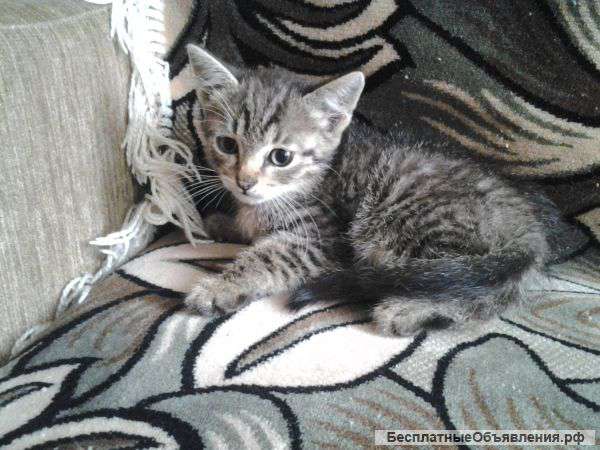 Отдам котят в хорошие руки