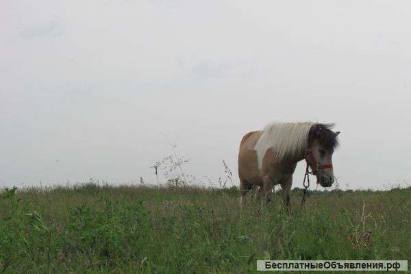 Пони кобыла 2 года Документы ВНИИК