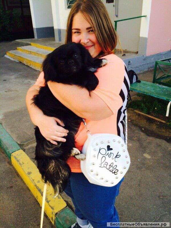 Пропала собака