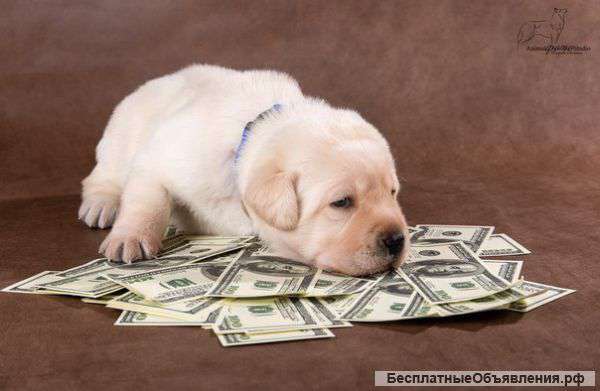 Щенки лабрадора