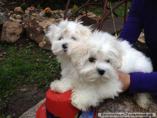 Белоснежные щенки мальтезе