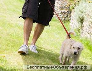 Выгул собак