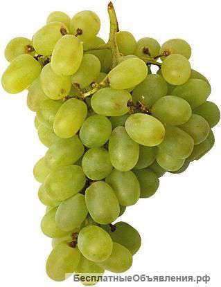 Столовый и винный виноград (оптом)