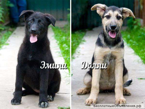 Эмили и Долли - обаятельные щенки в добрые руки