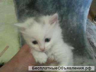 Замечательные котята в дар