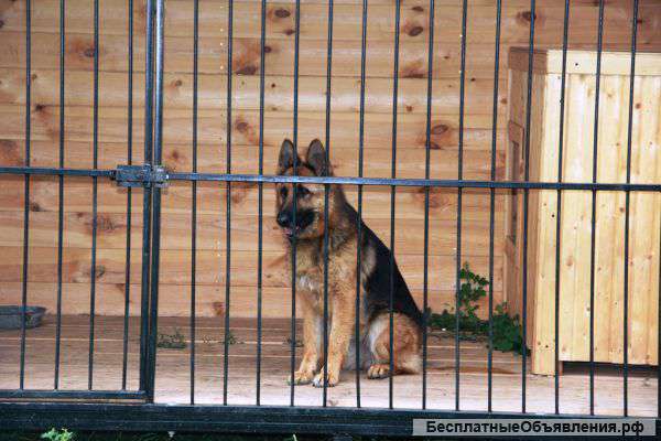 Немецкую овчарку
