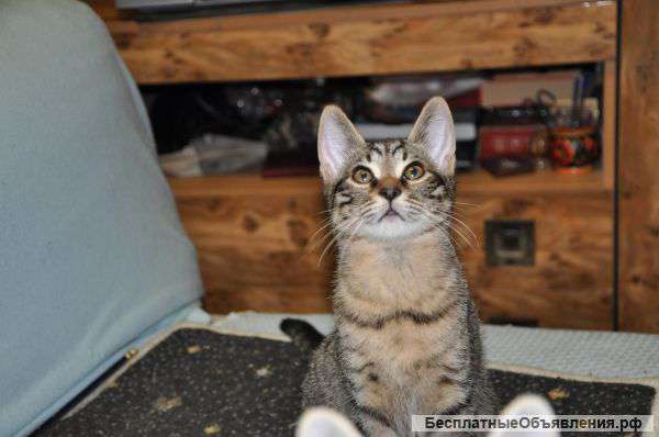 Очаровашка