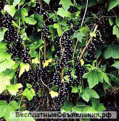 Смородину оптом, хорошего качества.Недорого.