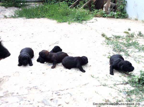 Щенки