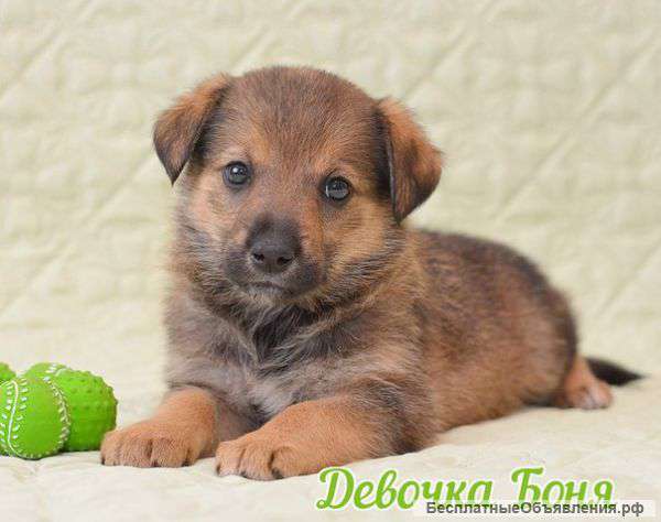 Весёлая семейка - щенки в добрые руки