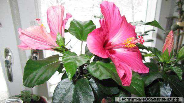 Гибискусы