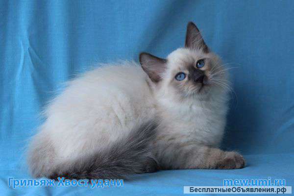 Питомник невских маскарадных кошек "Хвост удвчи" предлагает к продаже котят