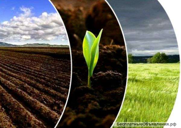 Торф низинный