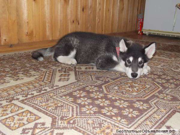 Аляскинский маламут