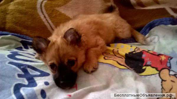 Щенок метис пикинеса и хина