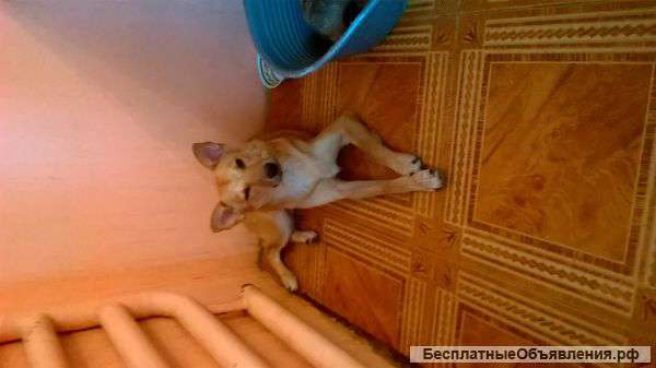 Стерилизованная собачка