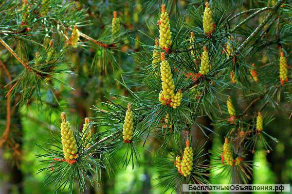 Сосновая пыльца