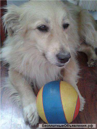 Алиса - очаровательная и скромная, в дар