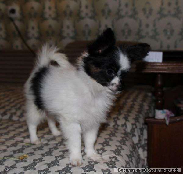 Щенки папийона (папильона)