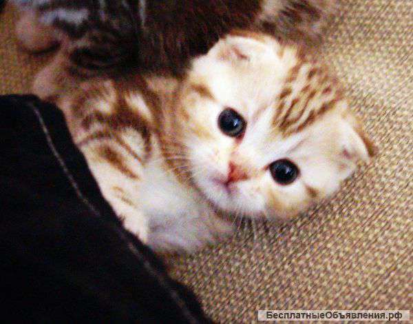 Британские и Шотландские котята