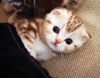 Британские и Шотландские котята