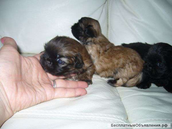 Щенков пикинеса