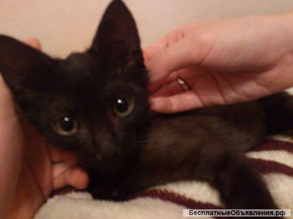 Котенок в добрые руки