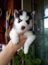 Щенки сибирской хаски