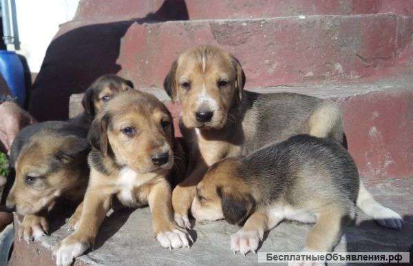 Щенки русской гончей