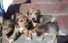 Щенки русской гончей
