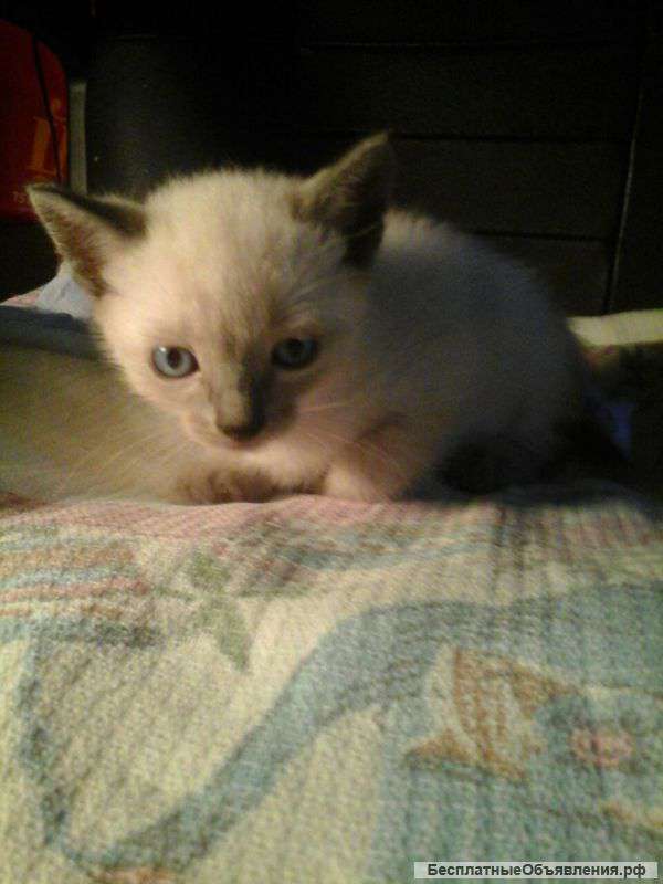 Котята в дар