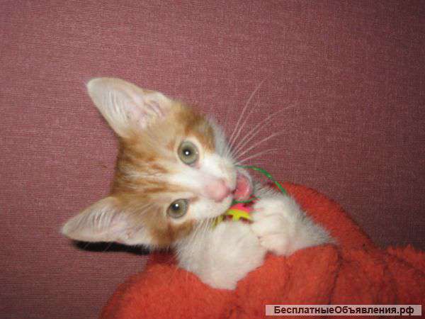 Котята в дар