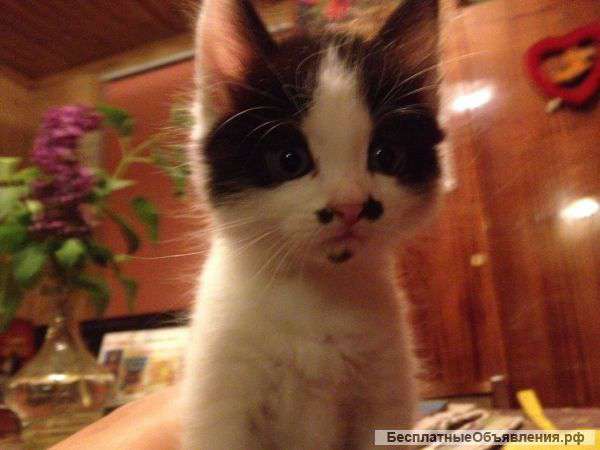 Котята Даром