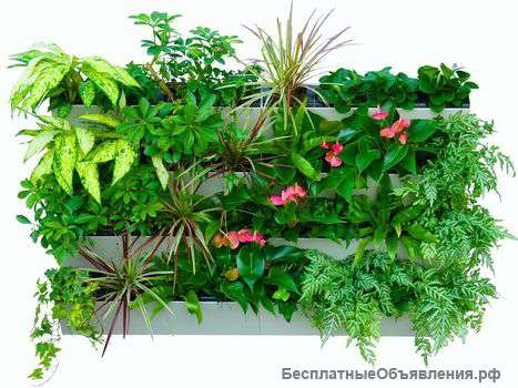 Фитомодули, Фитостены