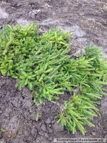 Рады предложить вам посадочный материал сеянцев, саженцев и семян сосны и ели