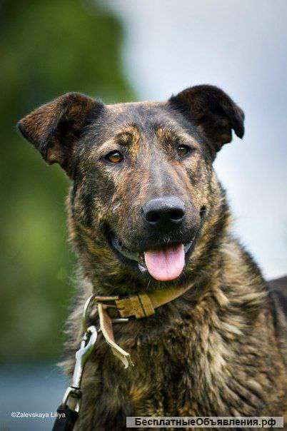 Когда природой завещана верность