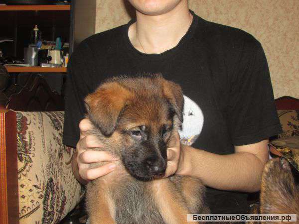 Щенки немецкой овчарки