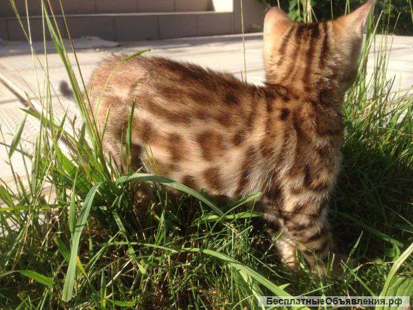 Бенгальские котята