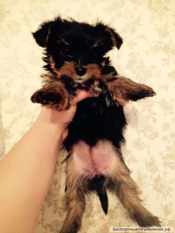 Щенок йоркширский терьер