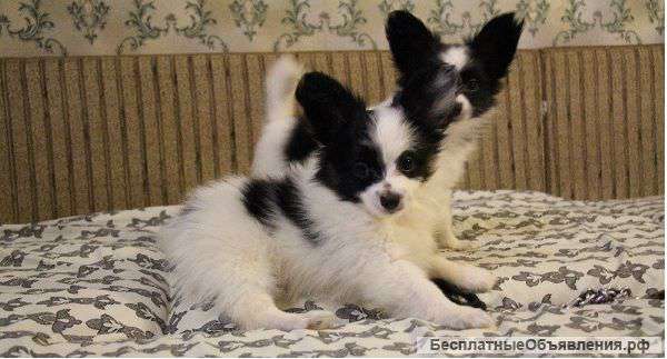 Ласковые и игривые щенки папийона