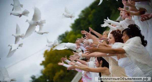 Живые голуби на свадьбу