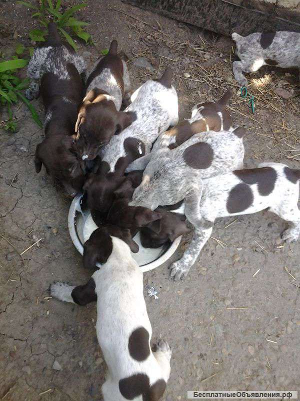 Породистых щенков Курцхаар