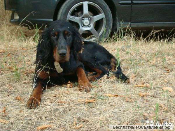 Щенки сеттера гордон