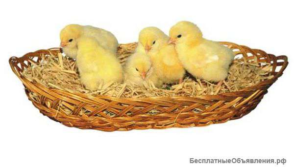 Цыплята