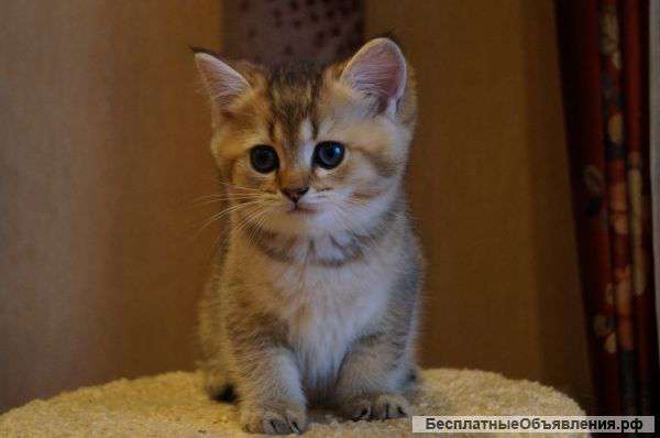 Британские котята