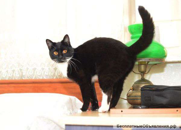 Ласковая, молоденькая кошечка Тася в дар