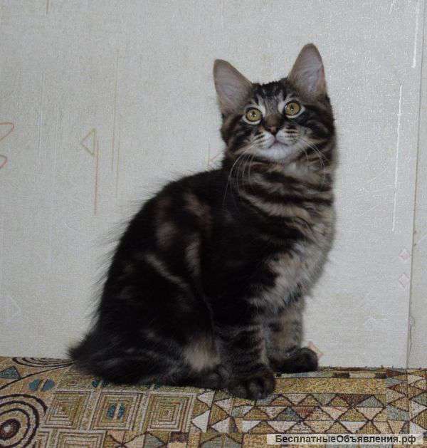 Очаровательные котики - курильские бобтейлы