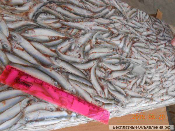 Килька черноморская С/М оптом Крым Керчь Севастополь
