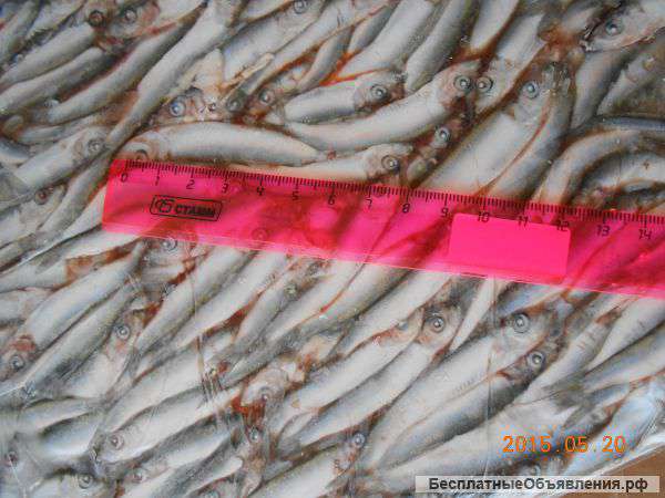 Килька черноморская С/М оптом Крым Керчь Севастополь